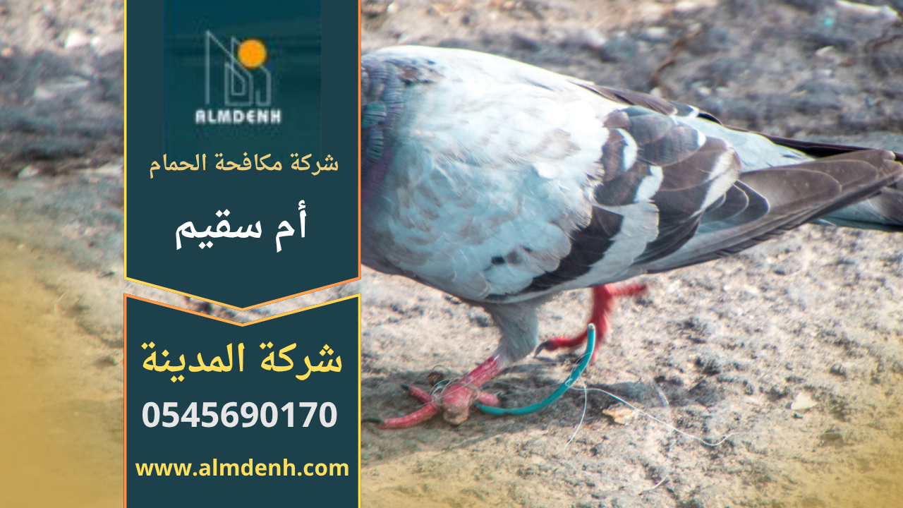 فريق عمل محترف من شركة مكافحة الحمام في أم سقيم أثناء تركيب شبكات حماية على سطح مبنى سكني باستخدام أدوات آمنة وصديقة للبيئة.