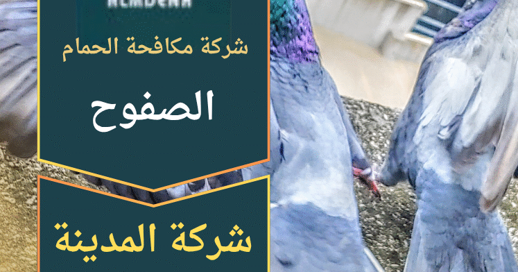 فريق عمل من شركة مكافحة الحمام في الصفوح يركب شبكات واقية على واجهة مبنى سكني للحد من تجمع الطيور بطريقة آمنة وفعالة.