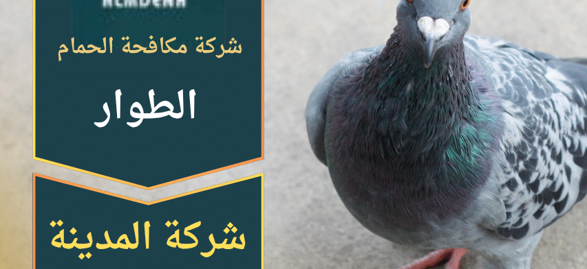 فريق متخصص من شركة مكافحة الحمام في الطوار يقوم بتركيب شبك حماية على سطح فلل حديثة لمنع تجمع الحمام بشكل آمن وفعال.