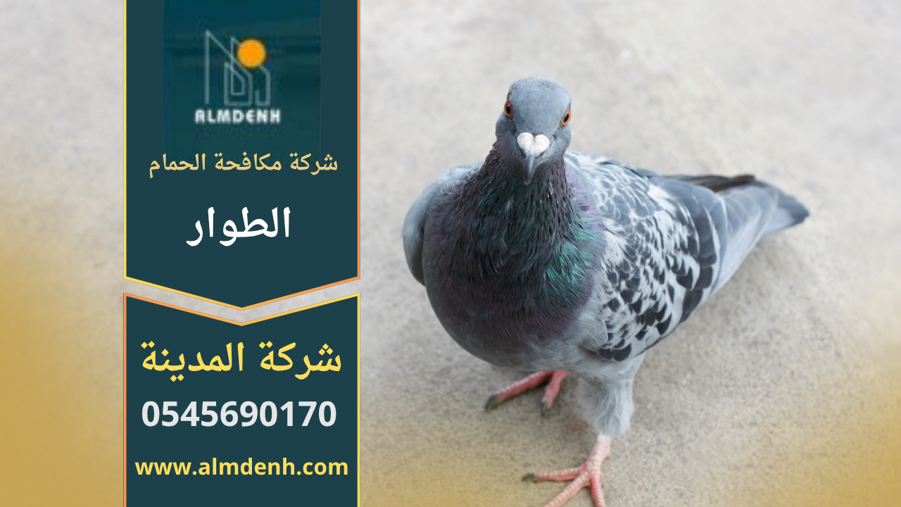 فريق متخصص من شركة مكافحة الحمام في الطوار يقوم بتركيب شبك حماية على سطح فلل حديثة لمنع تجمع الحمام بشكل آمن وفعال.