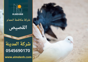 فريق عمل محترف من شركة مكافحة الحمام في القصيص أثناء تركيب شبكات آمنة على أسطح المباني لمنع تجمع الحمام وحماية المكان من الأضرار.