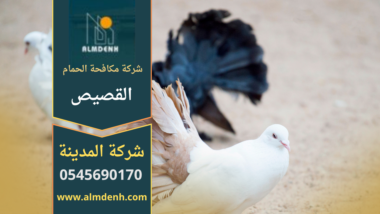 فريق عمل محترف من شركة مكافحة الحمام في القصيص أثناء تركيب شبكات آمنة على أسطح المباني لمنع تجمع الحمام وحماية المكان من الأضرار.