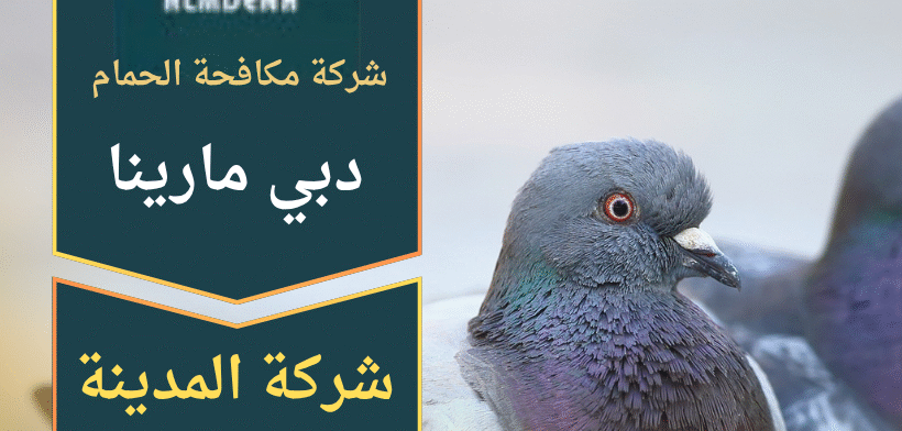 فريق عمل محترف من شركة مكافحة الحمام في دبي مارينا أثناء تركيب شبك واقٍ على سطح أحد المباني السكنية في المنطقة لضمان حماية المكان من تجمع الطيور.