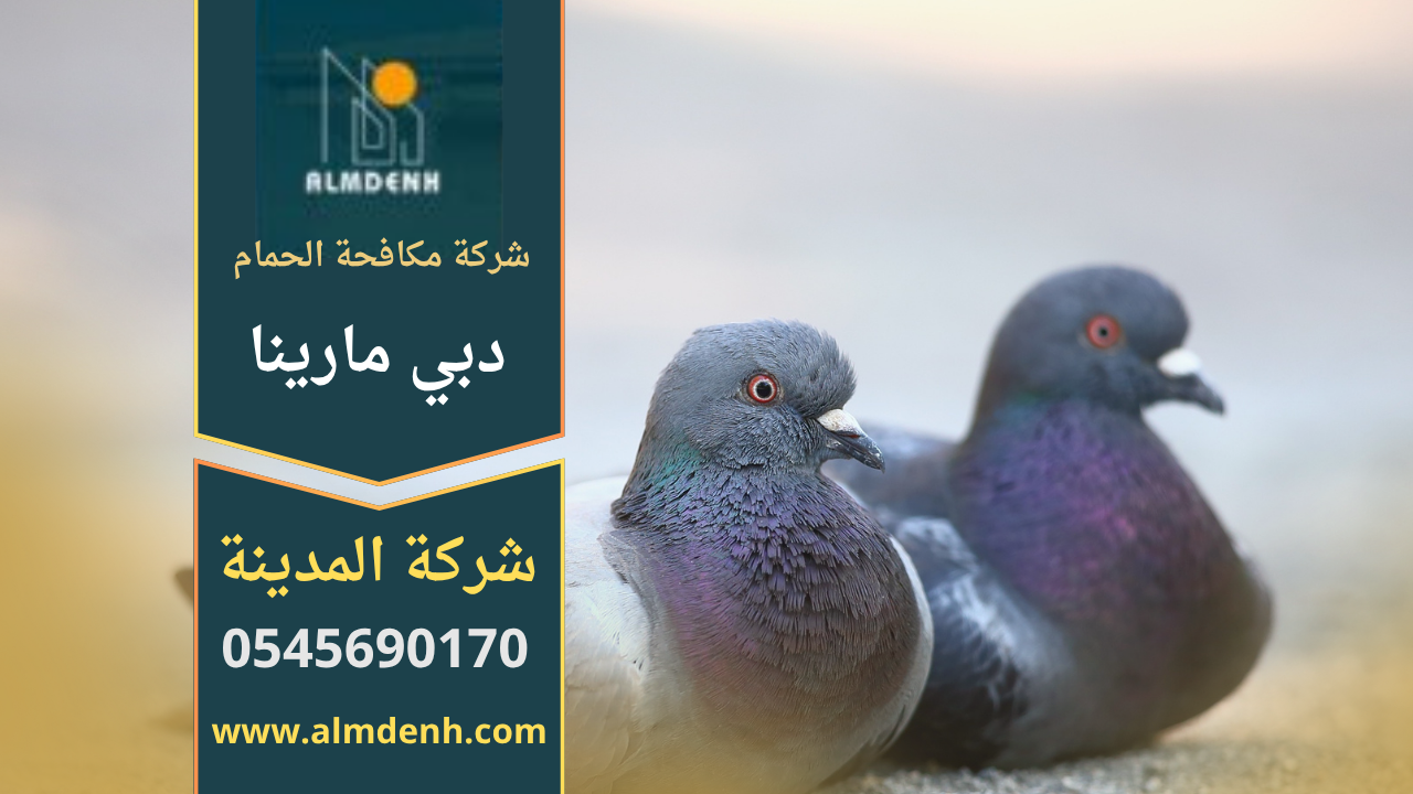 فريق عمل محترف من شركة مكافحة الحمام في دبي مارينا أثناء تركيب شبك واقٍ على سطح أحد المباني السكنية في المنطقة لضمان حماية المكان من تجمع الطيور.