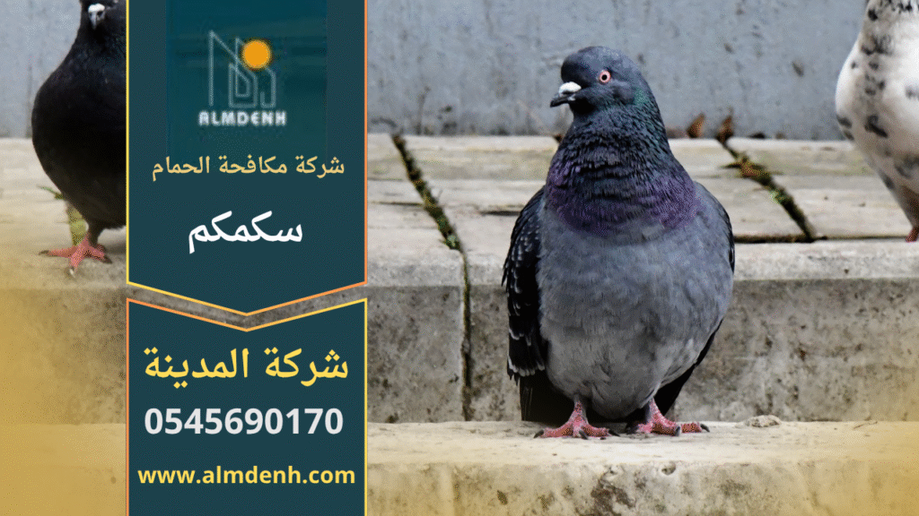 شركة مكافحة الحمام في سكمكم أثناء تركيب شبك طارد للحمام على أسطح المباني لحماية المنازل من تجمع الطيور