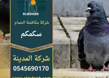 شركة مكافحة الحمام في سكمكم أثناء تركيب شبك طارد للحمام على أسطح المباني لحماية المنازل من تجمع الطيور