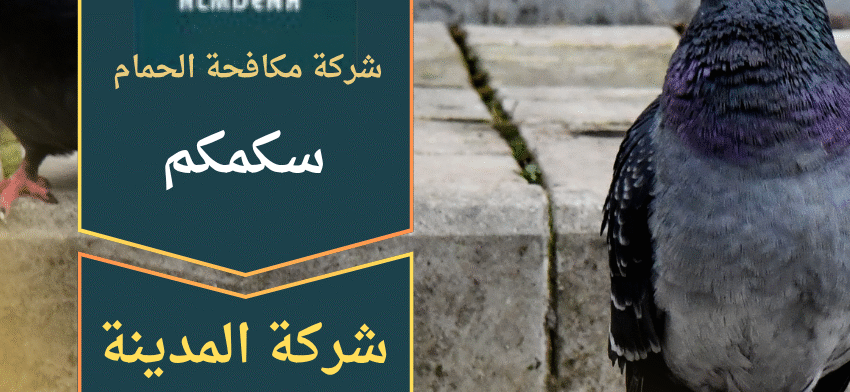 شركة مكافحة الحمام في سكمكم أثناء تركيب شبك طارد للحمام على أسطح المباني لحماية المنازل من تجمع الطيور