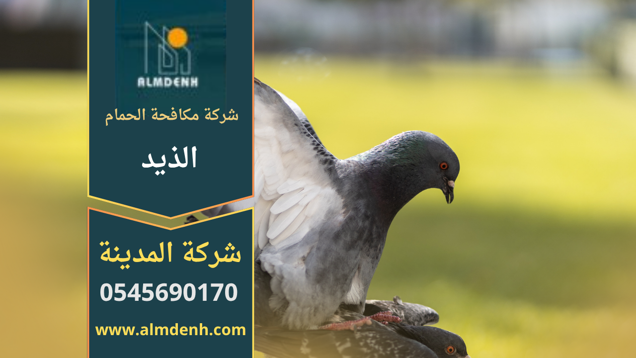 صورة توضح فريق عمل محترف ينفذ حلول طرد الطيور على أحد المباني في الذيد باستخدام معدات حديثة تابعة لـ شركة مكافحة الحمام في الذيد.