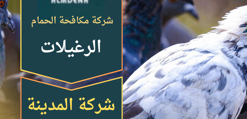 عامل متخصص يركب أدوات طرد الحمام على أسطح مبنى في الرغيلات ضمن خدمات شركة مكافحة الحمام في الرغيلات.