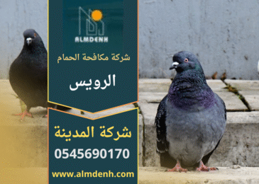 مشهد لفني يقوم بتركيب أدوات طرد الطيور على سطح منزل في الرويس لضمان حماية المكان، مع إبراز جودة عمل شركة مكافحة الحمام في الرويس.