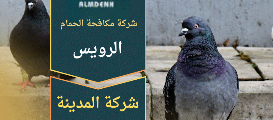 مشهد لفني يقوم بتركيب أدوات طرد الطيور على سطح منزل في الرويس لضمان حماية المكان، مع إبراز جودة عمل شركة مكافحة الحمام في الرويس.
