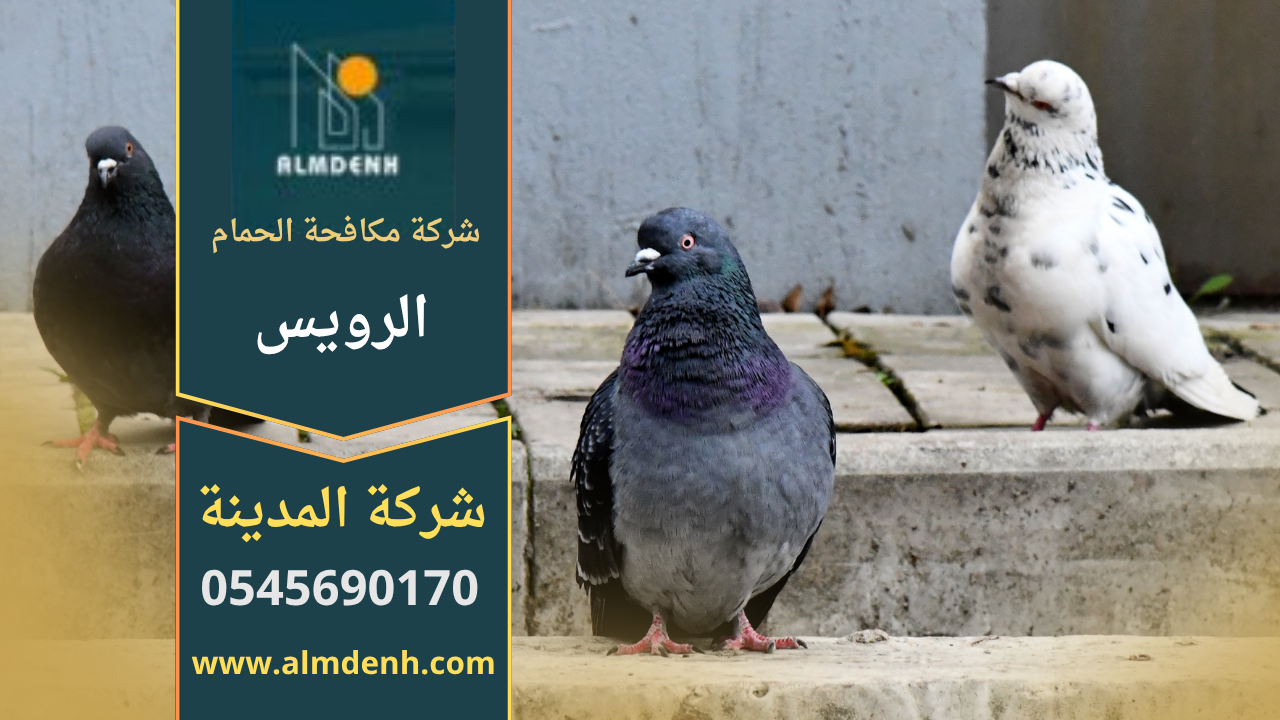 مشهد لفني يقوم بتركيب أدوات طرد الطيور على سطح منزل في الرويس لضمان حماية المكان، مع إبراز جودة عمل شركة مكافحة الحمام في الرويس.