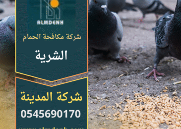 صورة فني يقوم بتركيب أدوات طرد الطيور على سطح منزل في الشرية ضمن خدمات شركة مكافحة الحمام في الشرية بهدف منع تجمع الحمام بطريقة آمنة.