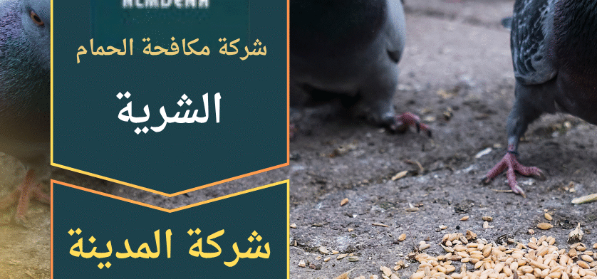 صورة فني يقوم بتركيب أدوات طرد الطيور على سطح منزل في الشرية ضمن خدمات شركة مكافحة الحمام في الشرية بهدف منع تجمع الحمام بطريقة آمنة.