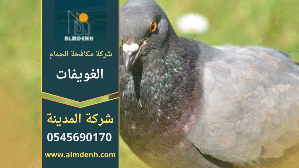 صورة توضح فريق عمل من شركة مكافحة الحمام في الغويفات يقوم بتركيب أدوات طرد الحمام على أسطح المباني.