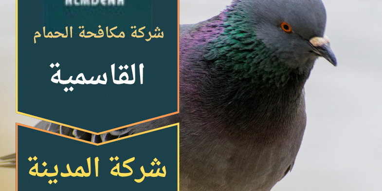 تركيب حلول فعالة لطرد الحمام في القاسمية بواسطة فريق متخصص من شركة مكافحة الحمام في القاسمية لضمان حماية الأسطح والمباني.