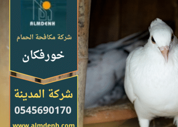 عامل يقوم بتركيب أدوات طرد الطيور على سطح منزل في خورفكان ضمن خدمات شركة مكافحة الحمام في خورفكان.