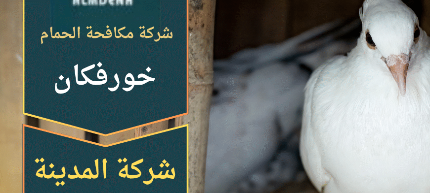 عامل يقوم بتركيب أدوات طرد الطيور على سطح منزل في خورفكان ضمن خدمات شركة مكافحة الحمام في خورفكان.