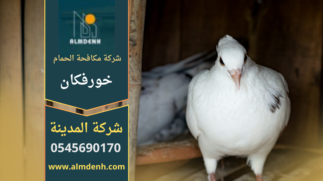 عامل يقوم بتركيب أدوات طرد الطيور على سطح منزل في خورفكان ضمن خدمات شركة مكافحة الحمام في خورفكان.