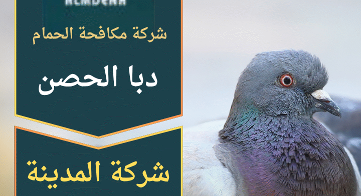 صورة فني محترف من شركة مكافحة الحمام في دبا الحصن يقوم بتركيب أدوات طرد حديثة على أحد المباني لحماية الأسطح من تجمع الطيور.