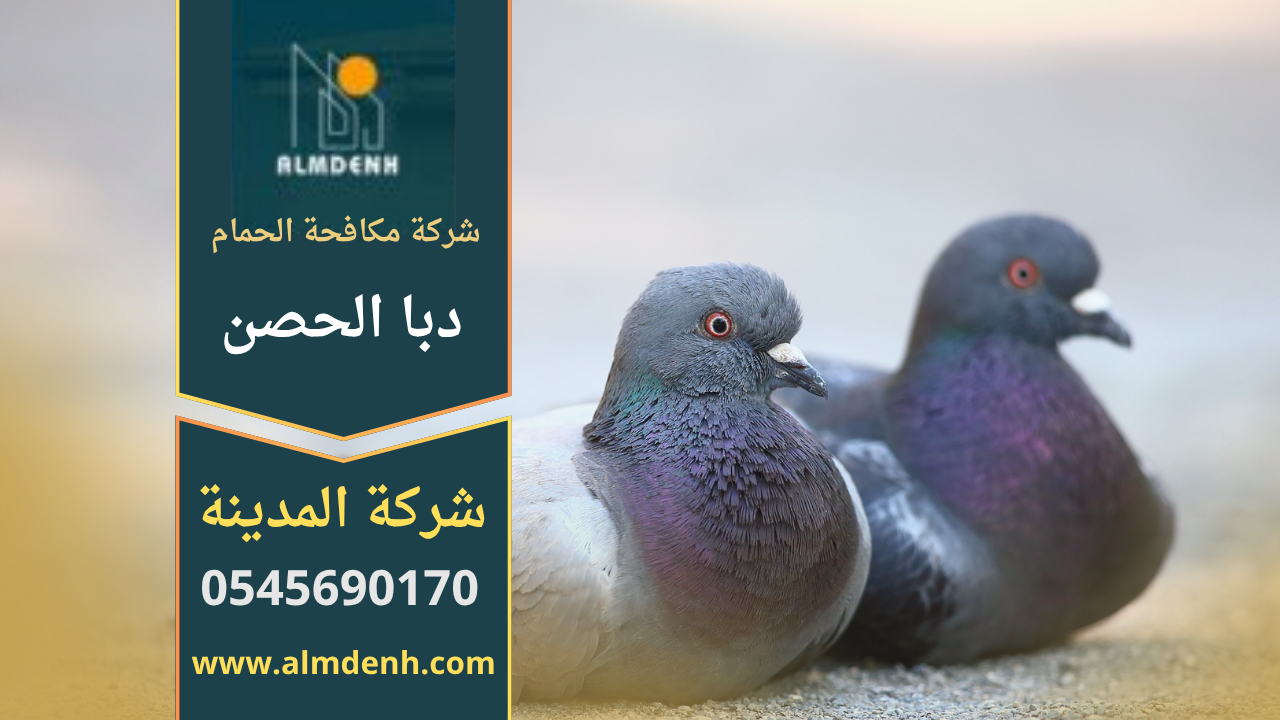 صورة فني محترف من شركة مكافحة الحمام في دبا الحصن يقوم بتركيب أدوات طرد حديثة على أحد المباني لحماية الأسطح من تجمع الطيور.