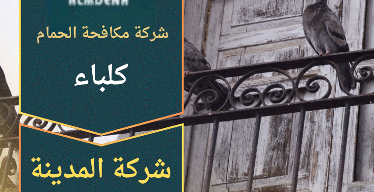 صورة توضح فريق عمل محترف يقوم بتركيب أدوات طرد الطيور على أحد أسطح المنازل في كلباء ضمن خدمات شركة مكافحة الحمام في كلباء.