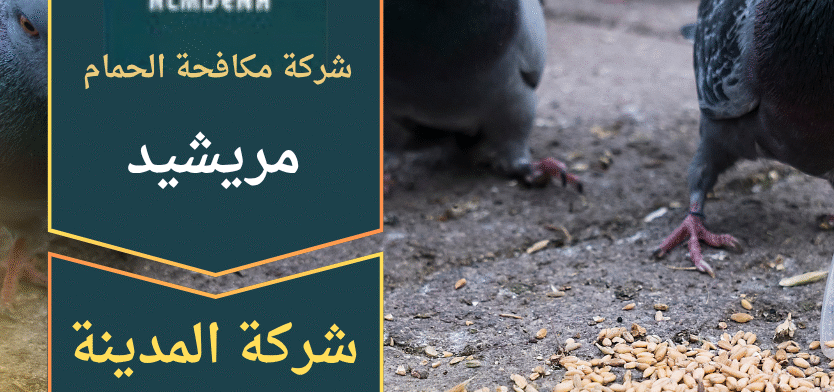 صورة فريق شركة مكافحة الحمام في مريشيد يقوم بتركيب أدوات طرد احترافية أعلى أحد المباني داخل المنطقة.