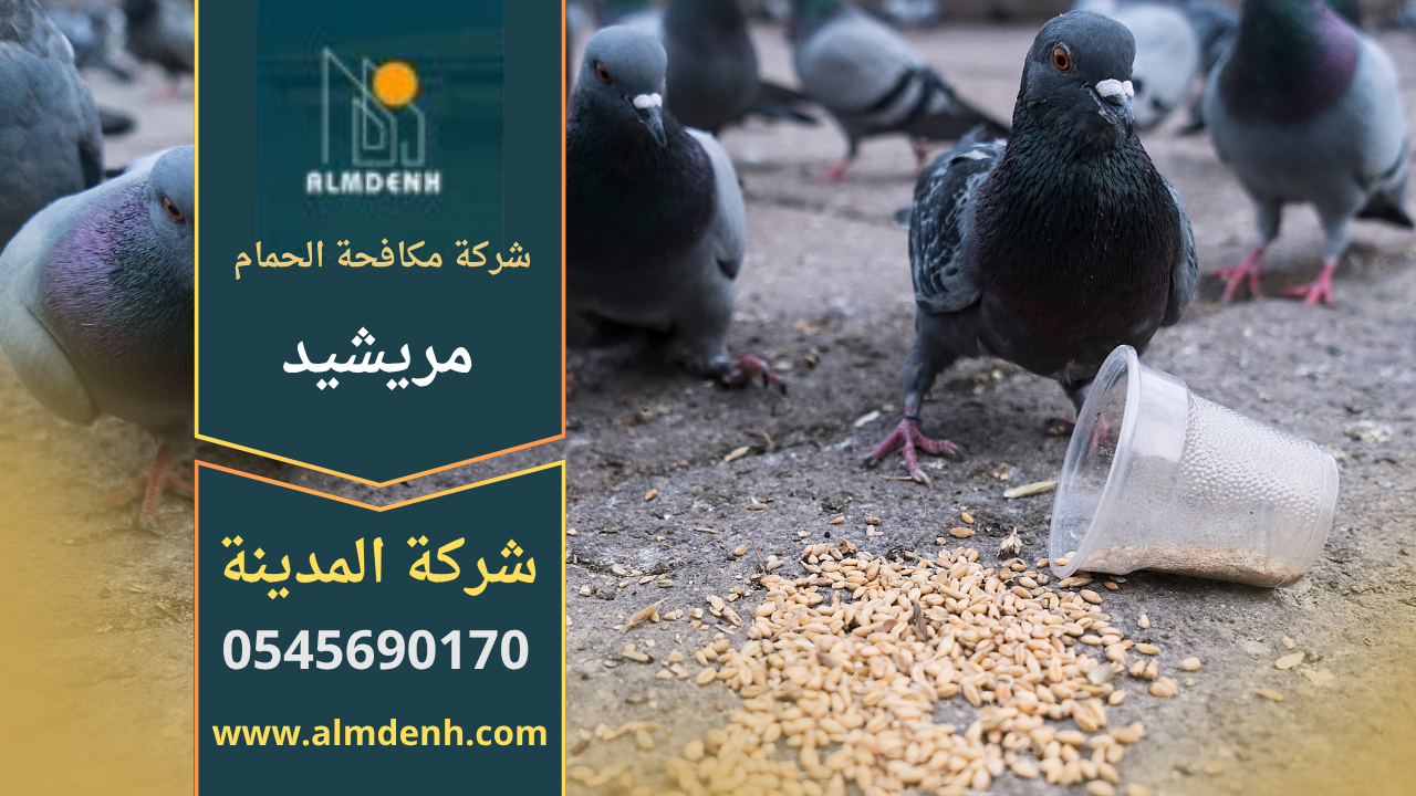 صورة فريق شركة مكافحة الحمام في مريشيد يقوم بتركيب أدوات طرد احترافية أعلى أحد المباني داخل المنطقة.